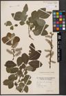 Foto von Salix caprea L. x Salix cinerea L.